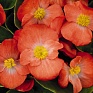 Бегония вечноцветущая (зеленая листва) (Begonia semperflorens)