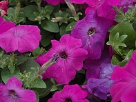 Петуния многоцветковая (Hurrah F1)