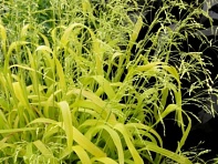 Бор развесистый (Aureum)