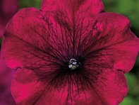 Петуния крупноцветковая (генетически компактная) (Duvet F1)