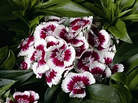 Гвоздика турецкая (Barbarini F1)