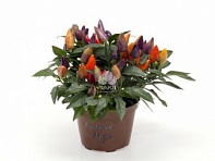 Перец летний (Salsa)