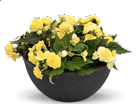 Бегония клубневая махровая