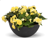 Бегония клубневая махровая (Nonstop F1)