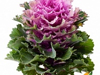 Декоративная капуста (Empire F1)