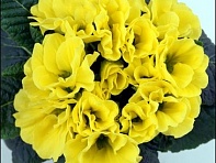 Примула бесстебельная (Bellissima F1)