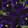 Виола виттрока (Viola wittrockiana)