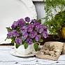 Виола рогатая (Viola cornuta)