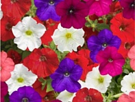 Петуния ампельная гибридная (FlashForward F1)