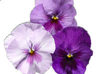 Виола Виттрока (Delta Pro F1)