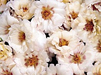 Портулак крупноцветковый (Sundial F1) Портулак крупноцветковый (Sundial F1)