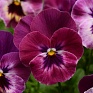 Виола виттрока ампельная (Viola wittrockiana)