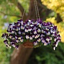Виола виттрока ампельная (Viola wittrockiana)