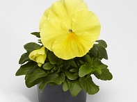 Виола Виттрока