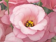 Лизиантус (Эустома) крупноцветковый (Arena F1)