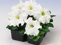 Петуния крупноцветковая (Tango F1)