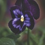 Виола Виттрока ампельная (Viola wittrockiana)
