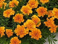 Бархатцы отклоненные (Super Hero) Бархатцы отклоненные (Super Hero)