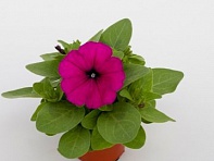 Петуния многоцветковая (генетически компактная) (Espresso F1)