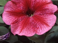 Петуния многоцветковая (Lambada F1)