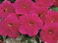 Петуния ампельная гибридная