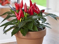 Перец летний (Taquito)