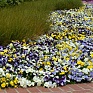 Виола виттрока ампельная (Viola wittrockiana)