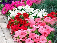 Петуния крупноцветковая (генетически компактная) (Duvet F1)
