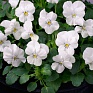 Виола рогатая (Viola cornuta)