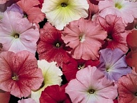 Петуния многоцветковая (Celebrity F1)
