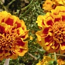 Бархатцы отклоненные (Tagetes patula)
