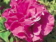 Петуния многоцветковая махровая (Duo F1)