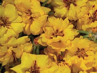 Портулак крупноцветковый (Stopwatch F1)