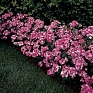 Гвоздика турецкая (Dianthus barbatus)