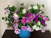 Петуния крупноцветковая махровая (Allegra F1)