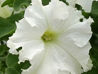 Петуния крупноцветковая (Frillytunia F1)