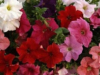 Петуния крупноцветковая (Supercascade F1)