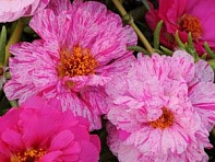 Портулак крупноцветковый (Happy Trails)