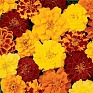 Бархатцы отклоненные (Tagetes patula) Бархатцы отклоненные (Tagetes patula)