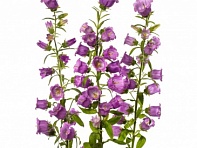 Колокольчик средний (Big Ben F1)