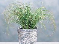 Осока беловатая (Frosted Curls)