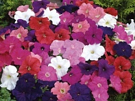 Петуния многоцветковая (генетически компактная) (Mambo GP F1)