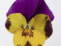 Виола рогатая (Deltini F1)