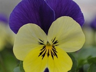 Виола рогатая (Quicktime F1)