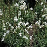 Львиный зев (Антирринум) большой (Antirrhinum majus)