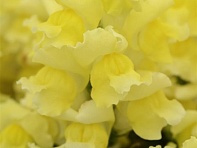 Львиный зев (Антирринум) большой (Snapshot F1)