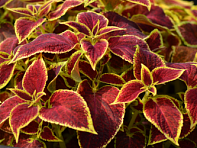 Колеус гибридный (Wizard)