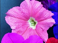 Петуния крупноцветковая (Donna F1)