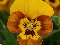 Виола рогатая (Sorbet Standart F1) Виола рогатая (Sorbet Standart F1)