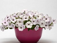 Петуния ампельная гибридная (Easy Wave F1)